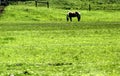 Palomino horse grazing a field in Lancaster County, Pennsylvania Royalty Free Stock Photo