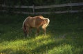 Palomino horse grazing on pasture. Brown horse in spring scenery Royalty Free Stock Photo