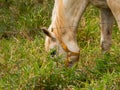 Palomino horse grazing Royalty Free Stock Photo