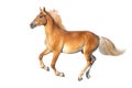 Palomino horse with long mane isolated Royalty Free Stock Photo