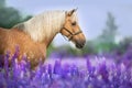 Cremello horse in flowers Royalty Free Stock Photo