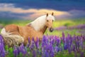 Cremello horse in lupine