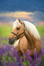 Palomino horse with long mane Royalty Free Stock Photo