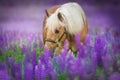 Palomino horse with long mane in lupine Royalty Free Stock Photo