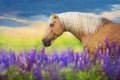 Palomino horse with long mane Royalty Free Stock Photo