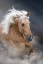 Palomino horse with long mane Royalty Free Stock Photo