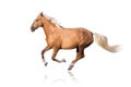 Palomino horse with long mane run Royalty Free Stock Photo