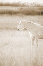 Palomino horse looking westward Royalty Free Stock Photo