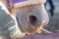 Horse nose and mouth in harness closeup