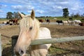 Palomino horse close-up and in your face. Royalty Free Stock Photo