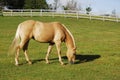 Palomino Horse In Pasture Royalty Free Stock Photo