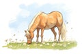 palomino horse peacefully eating in a field with daisies Royalty Free Stock Photo