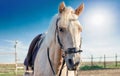 Palomino horse portrait in paddock at the stable