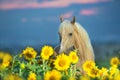 Palomino horse portrait Royalty Free Stock Photo