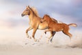 Palomino horse and red foal Royalty Free Stock Photo