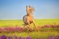 Palomino horse run Royalty Free Stock Photo