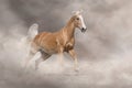 Palomino horse run fast in desert Royalty Free Stock Photo