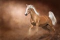 Palomino horse run free in desert