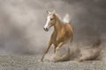 Palomino horse run in desert Royalty Free Stock Photo