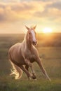 Palomino horse run Royalty Free Stock Photo