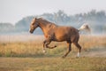 Palomino horse run Royalty Free Stock Photo