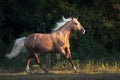 Palomino horse run Royalty Free Stock Photo