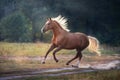 Palomino horse run Royalty Free Stock Photo