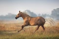 Palomino horse run Royalty Free Stock Photo