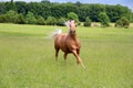 Palomino Horse Running Royalty Free Stock Photo