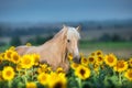 Palomino horse on sunflowers Royalty Free Stock Photo