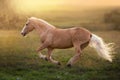 Palomino horse at sunset Royalty Free Stock Photo