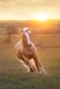 Palomino horse at sunset Royalty Free Stock Photo