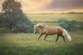 Palomino horse trotting