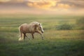 Palomino horse trotting