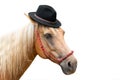 Palomino horse wearing black hat Royalty Free Stock Photo