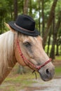 Palomino horse wearing black hat Royalty Free Stock Photo