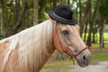 Palomino horse wearing black hat Royalty Free Stock Photo