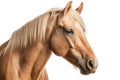 Palomino Horse On White Background. Generative AI Royalty Free Stock Photo