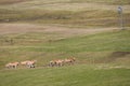 Palomino horses in the Dolomites near Ortesei St Ulrich, South Tyrol, Italy Royalty Free Stock Photo