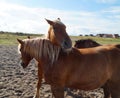 Palomino horses dozing on the shores of Baltrum Island in the North Sea (Baltrum in Germany)