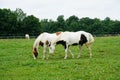 Palomino horses on a summer day out grazing the field. Royalty Free Stock Photo