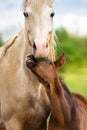 Palomino mare with baby Royalty Free Stock Photo