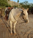 Palomino Paint horse wearing a western saddle Royalty Free Stock Photo