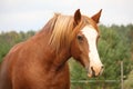 Palomino percheron portrait in autumn Royalty Free Stock Photo