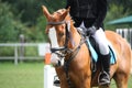 Palomino pony portrait during equestrian competition Royalty Free Stock Photo