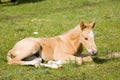 Palomino quarter horse