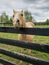 Palomino quarter horse in a field.