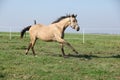 Palomino quarter horse running on pasturage