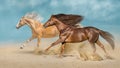 Two beautiful horse with long mane run in desert Royalty Free Stock Photo