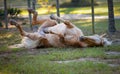 Palomino Rolling